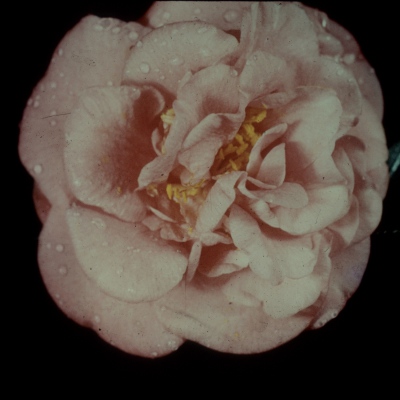 Jeanne Lewis